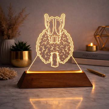 Luminária Tireoide - Presente Médico Display LED Acrílico Troféu Adorno de Mesa Decoração Medicina Corpo Humano